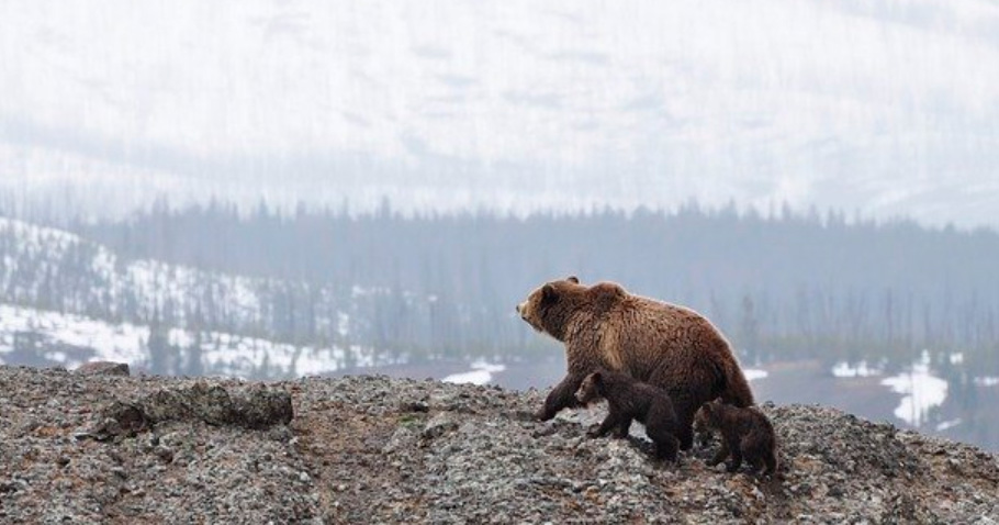 bears-in-the-wild bears in the wild