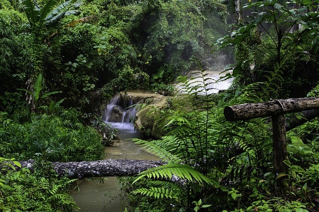 forest-waterfall a stream in the forest