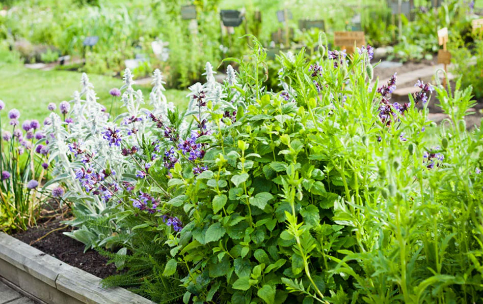 mosquito-repelling-plants mosquito repelling plants