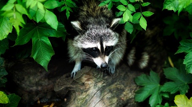 raccoon-1885137_640 a raccoon in the bushes